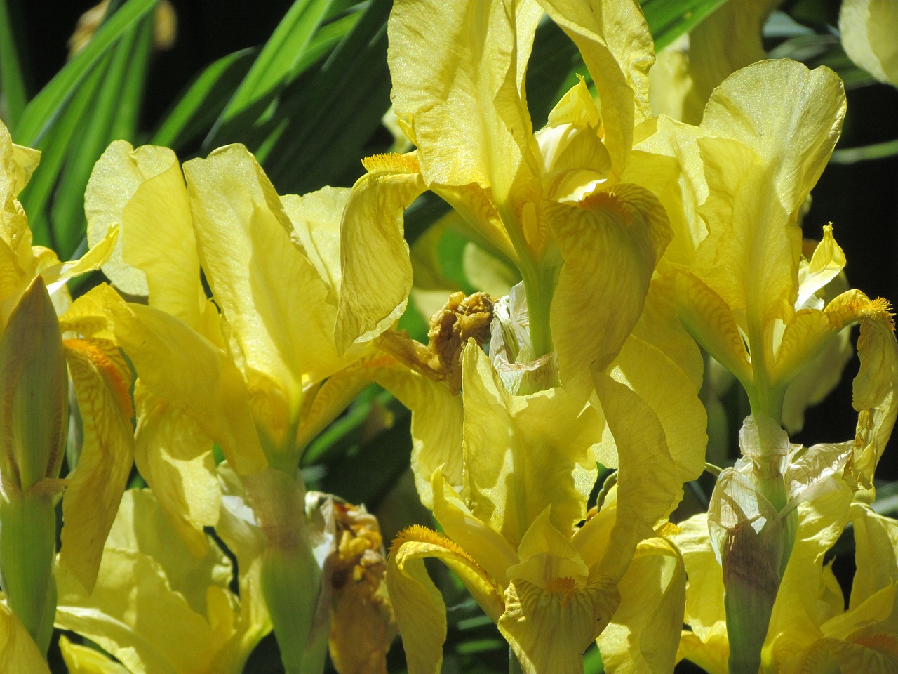 iris flowers bloom free photo