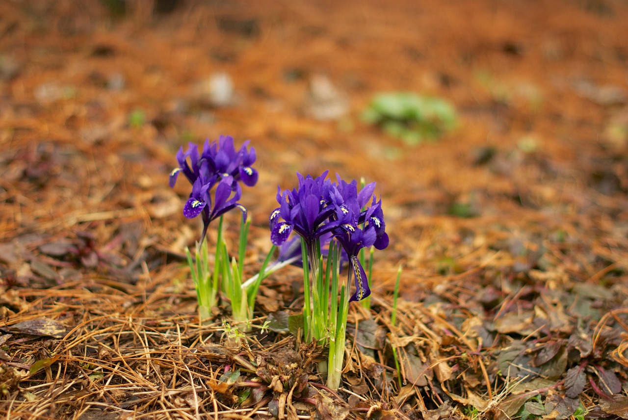 iris spring physic garden free photo