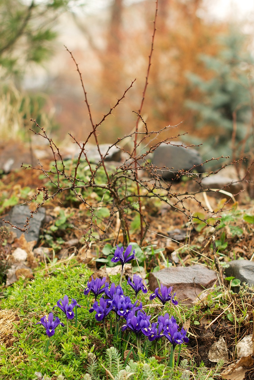 iris spring physic garden free photo