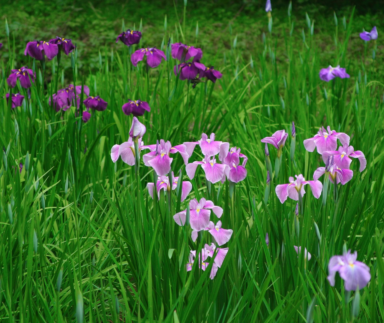 iris flowers purple free photo