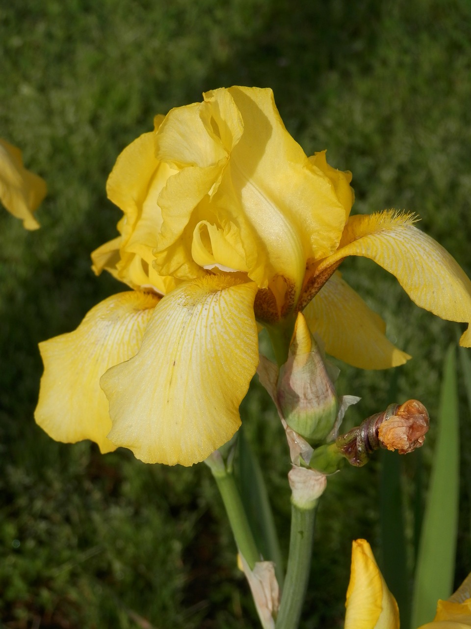 iris floral plant free photo