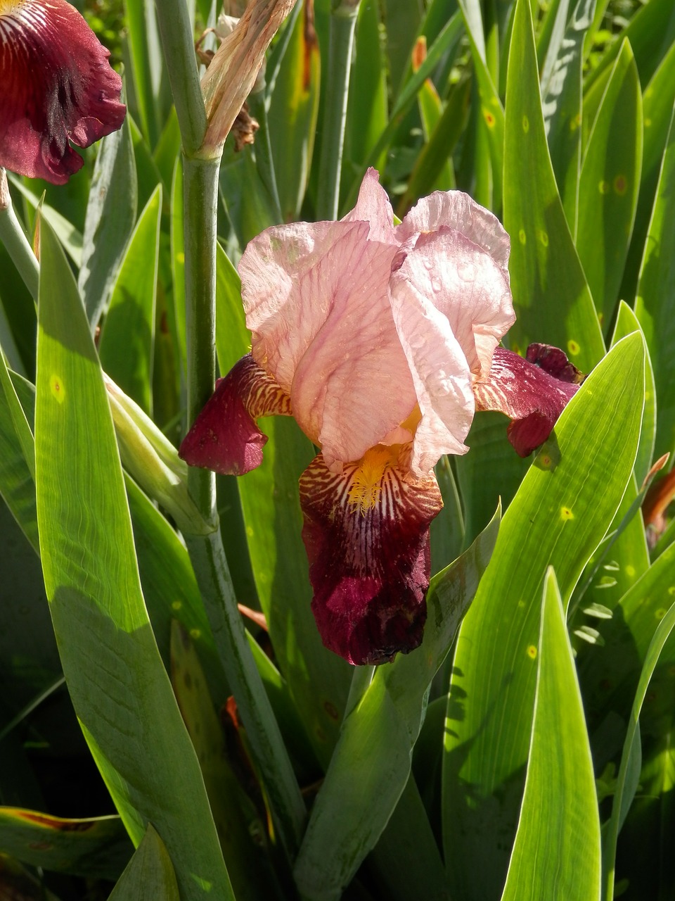 iris two-toned flower free photo