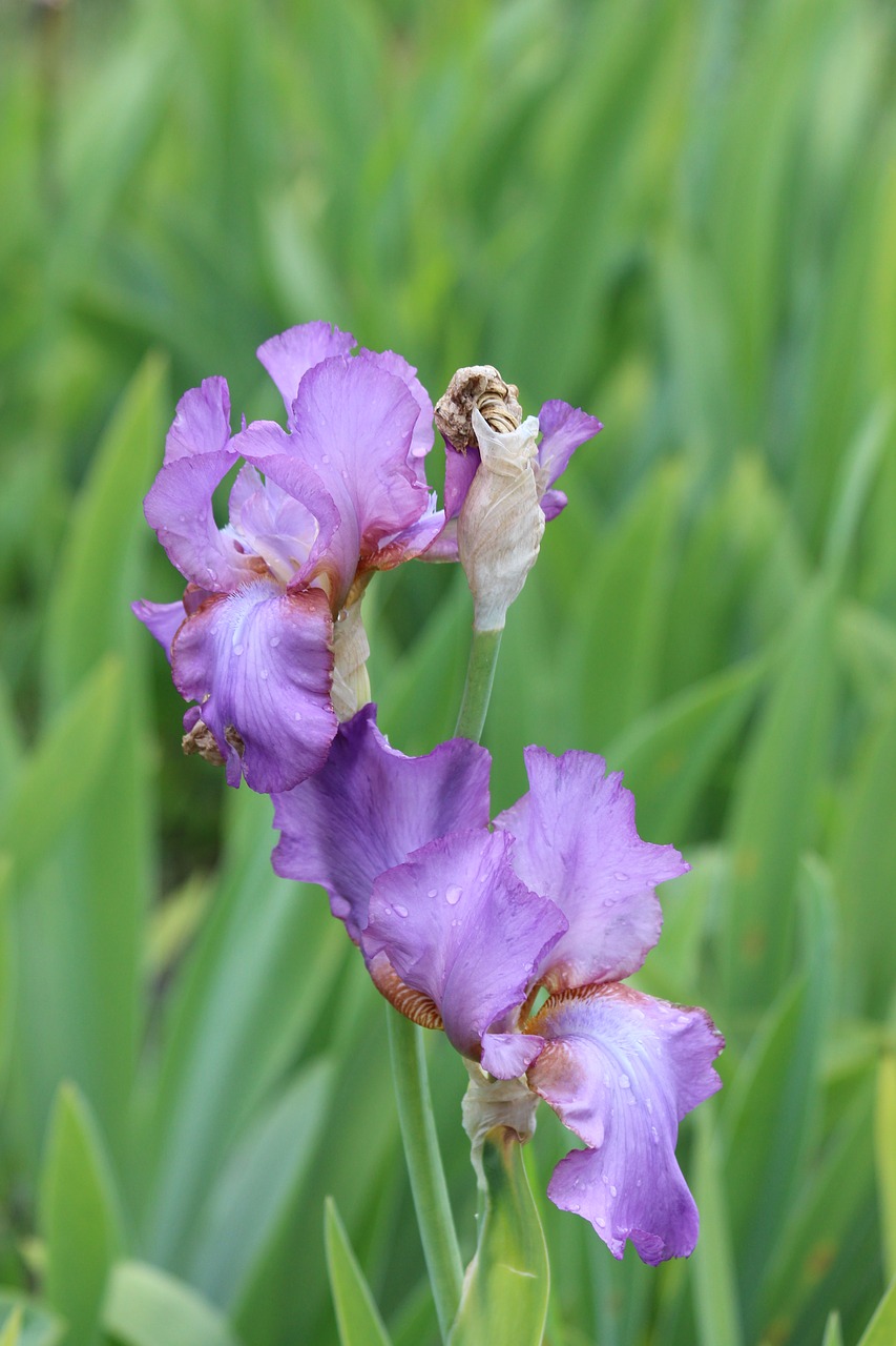 iris iris garden garden flower free photo