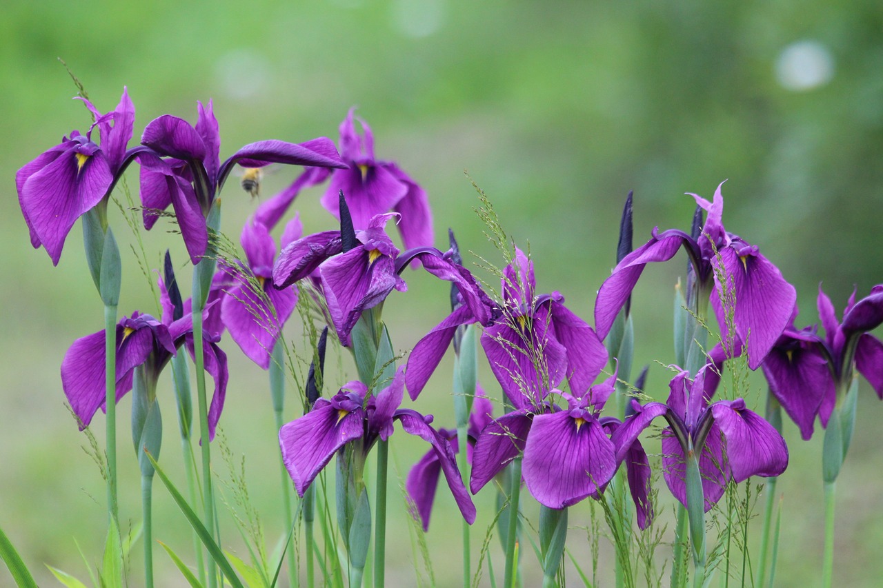 iris purple irises garden flowers free photo