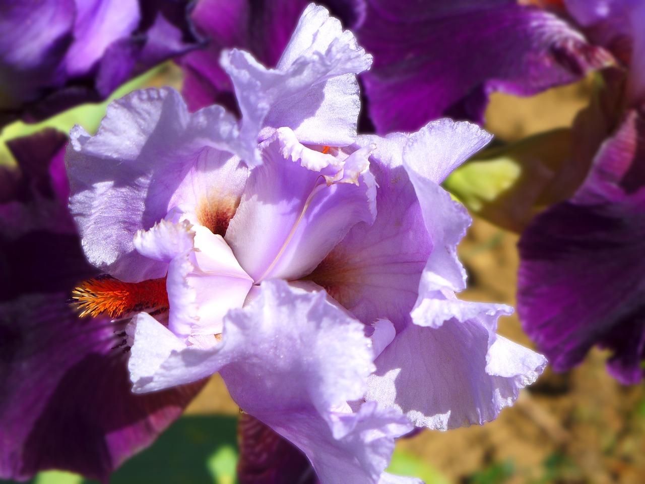 iris flower violet free photo