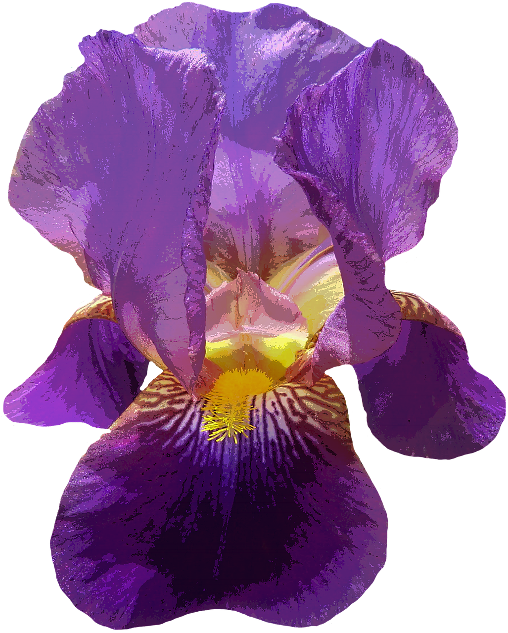 iris blossom bloom free photo