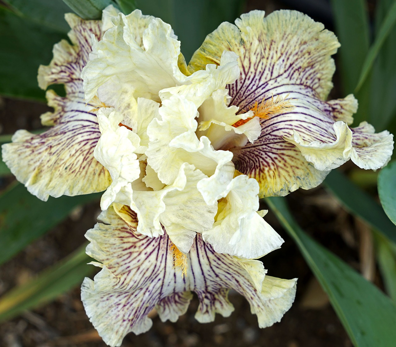 iris flower cream free photo