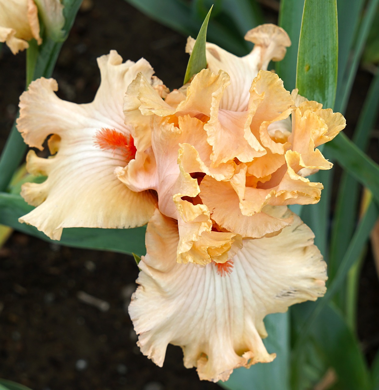 iris flower bloom free photo