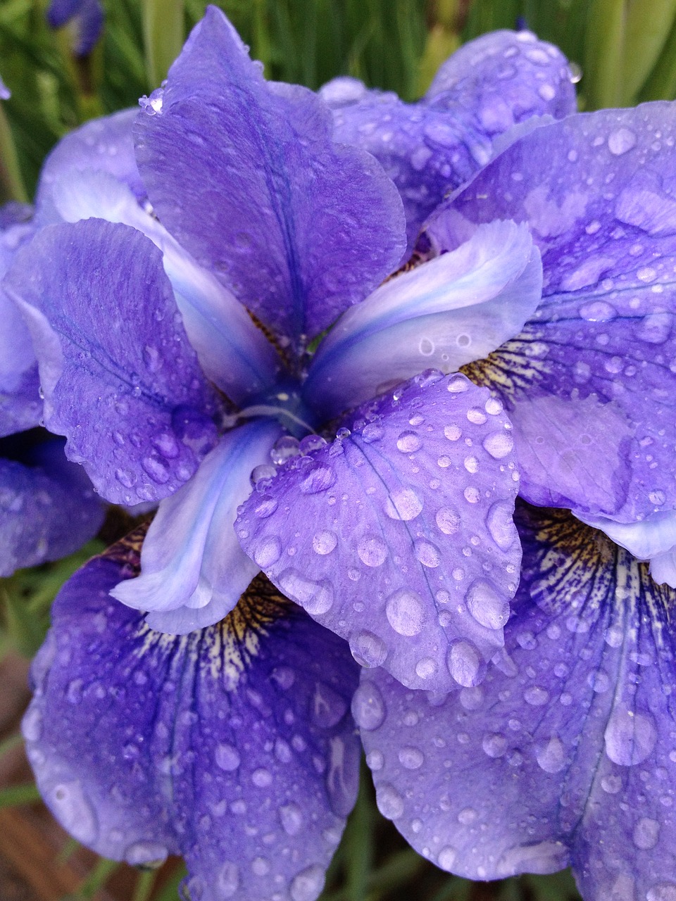 iris flower bloom free photo