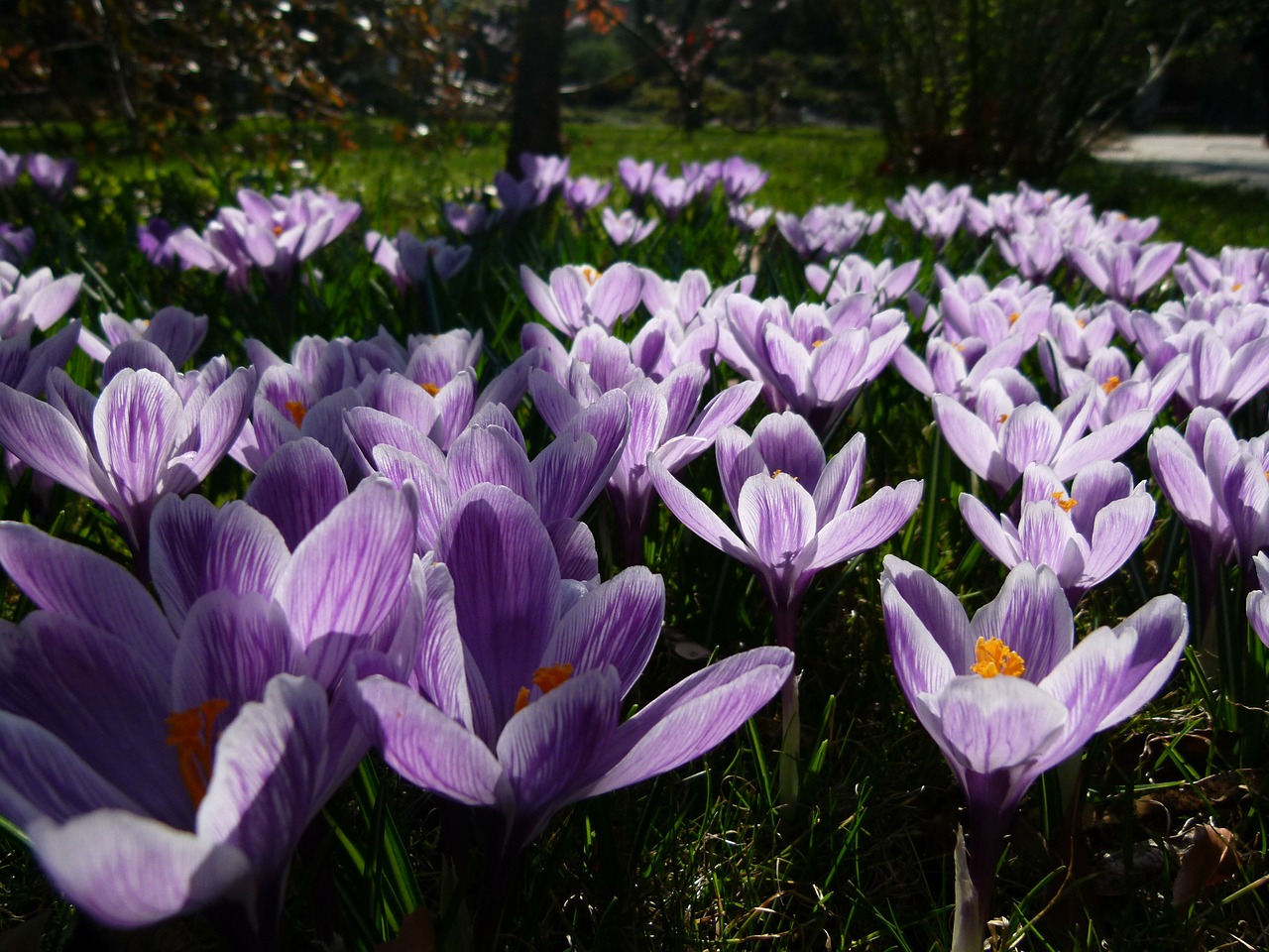iris purple jardin des plantes free photo