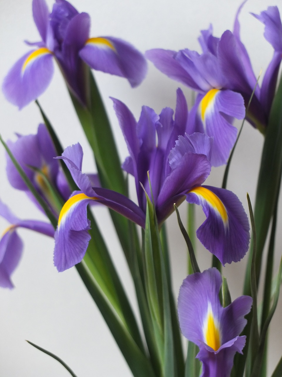 iris flowers floral free photo