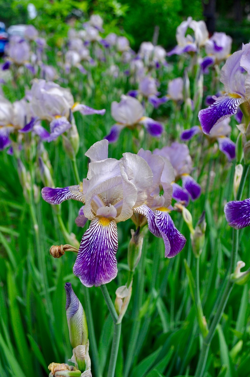 iris purple flower free photo