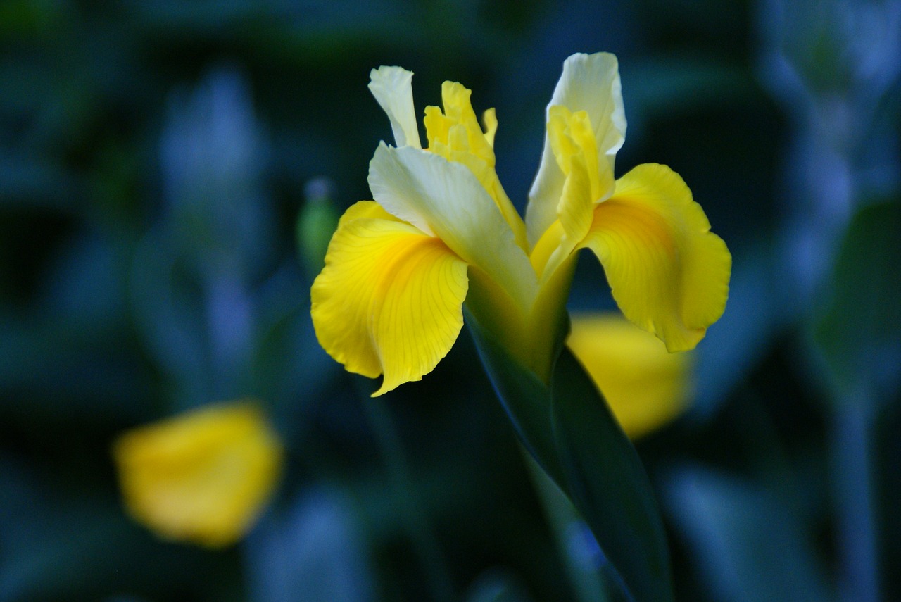 iris flower yellow free photo