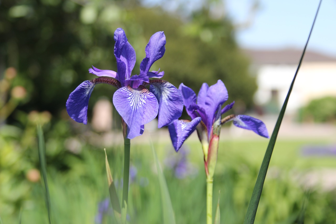 iris flowers blue free photo