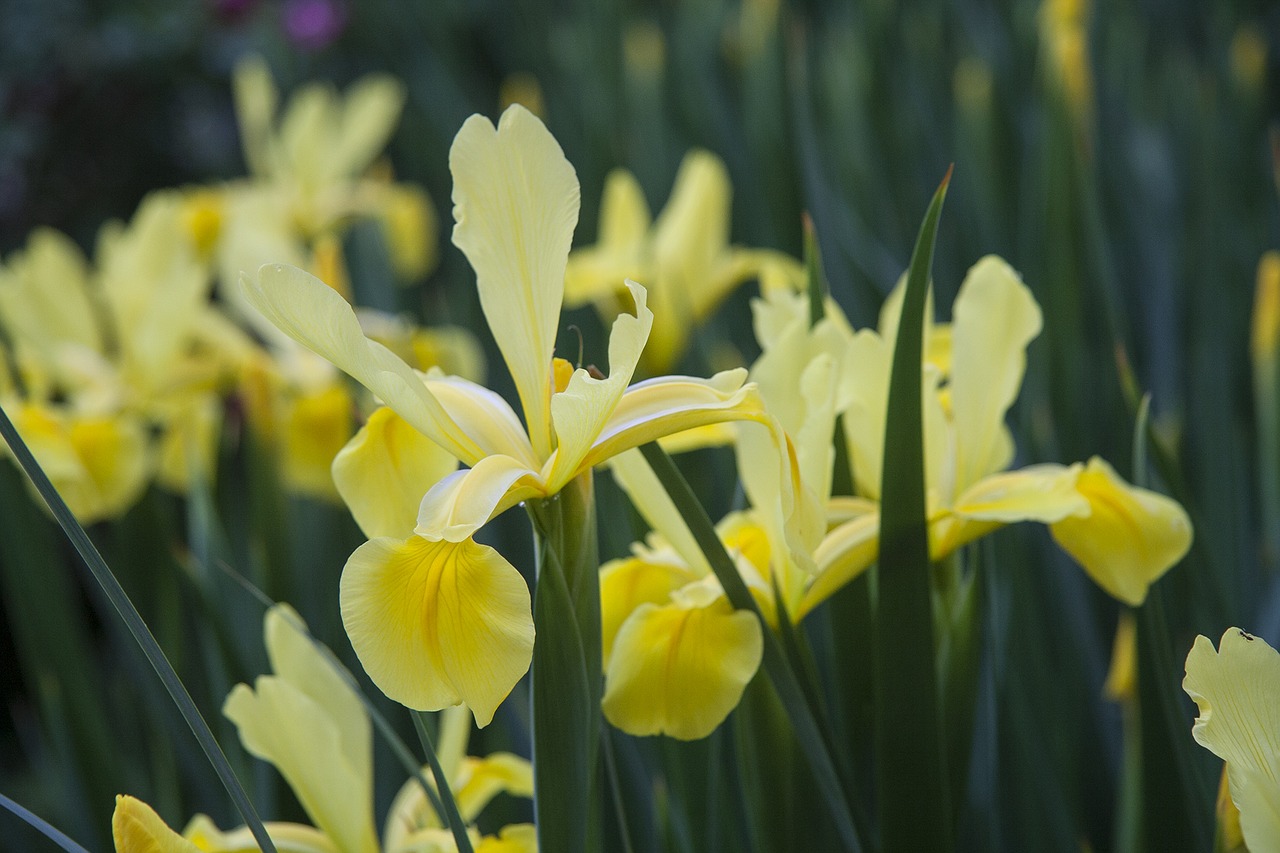 iris flower bloom free photo