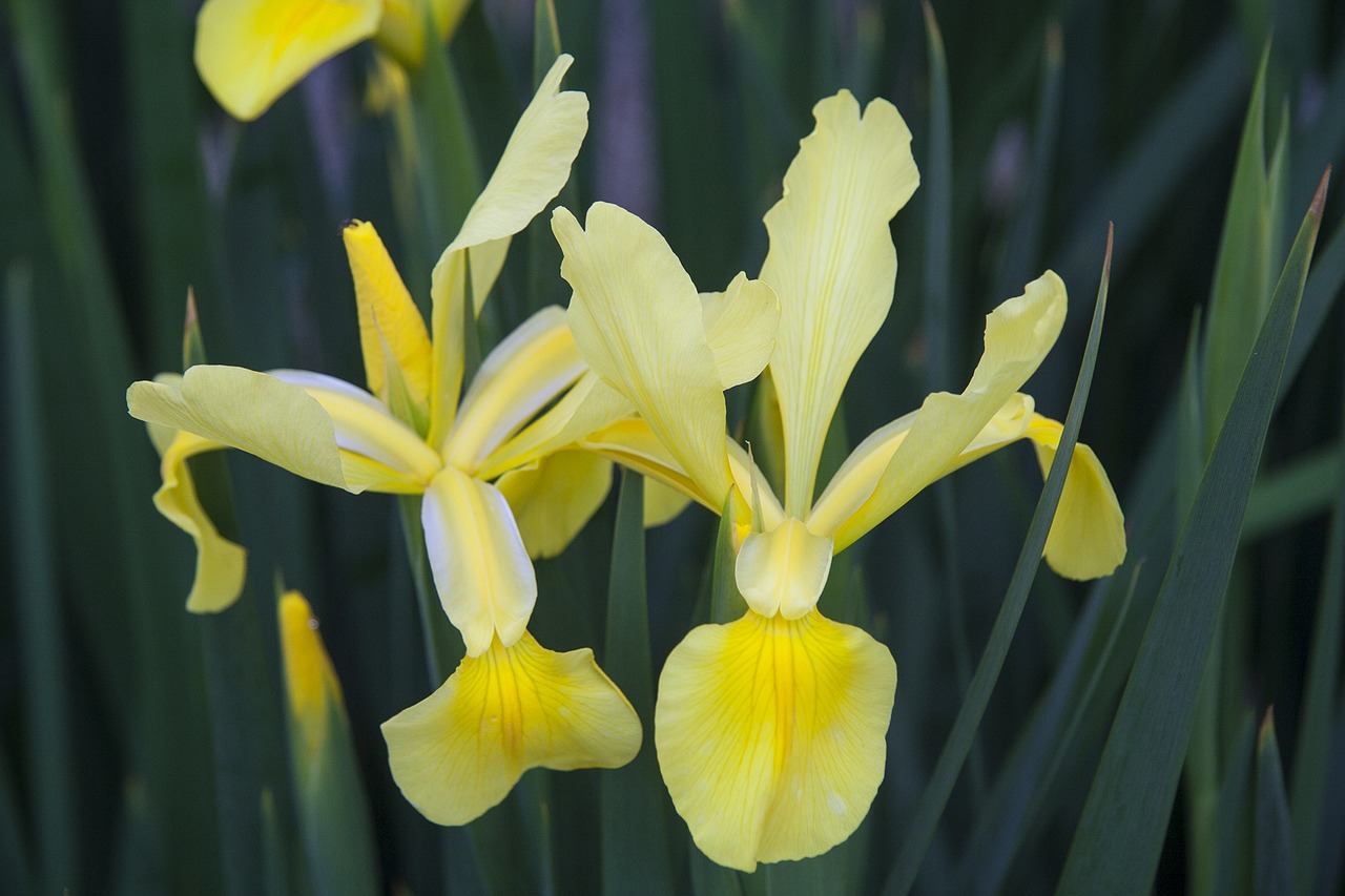 iris yellow flower free photo