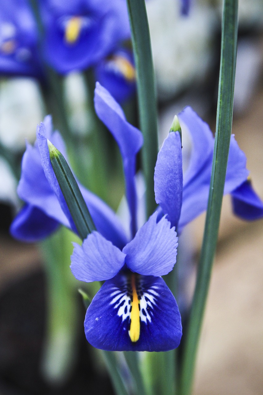 iris spring flowers blue flowers free photo