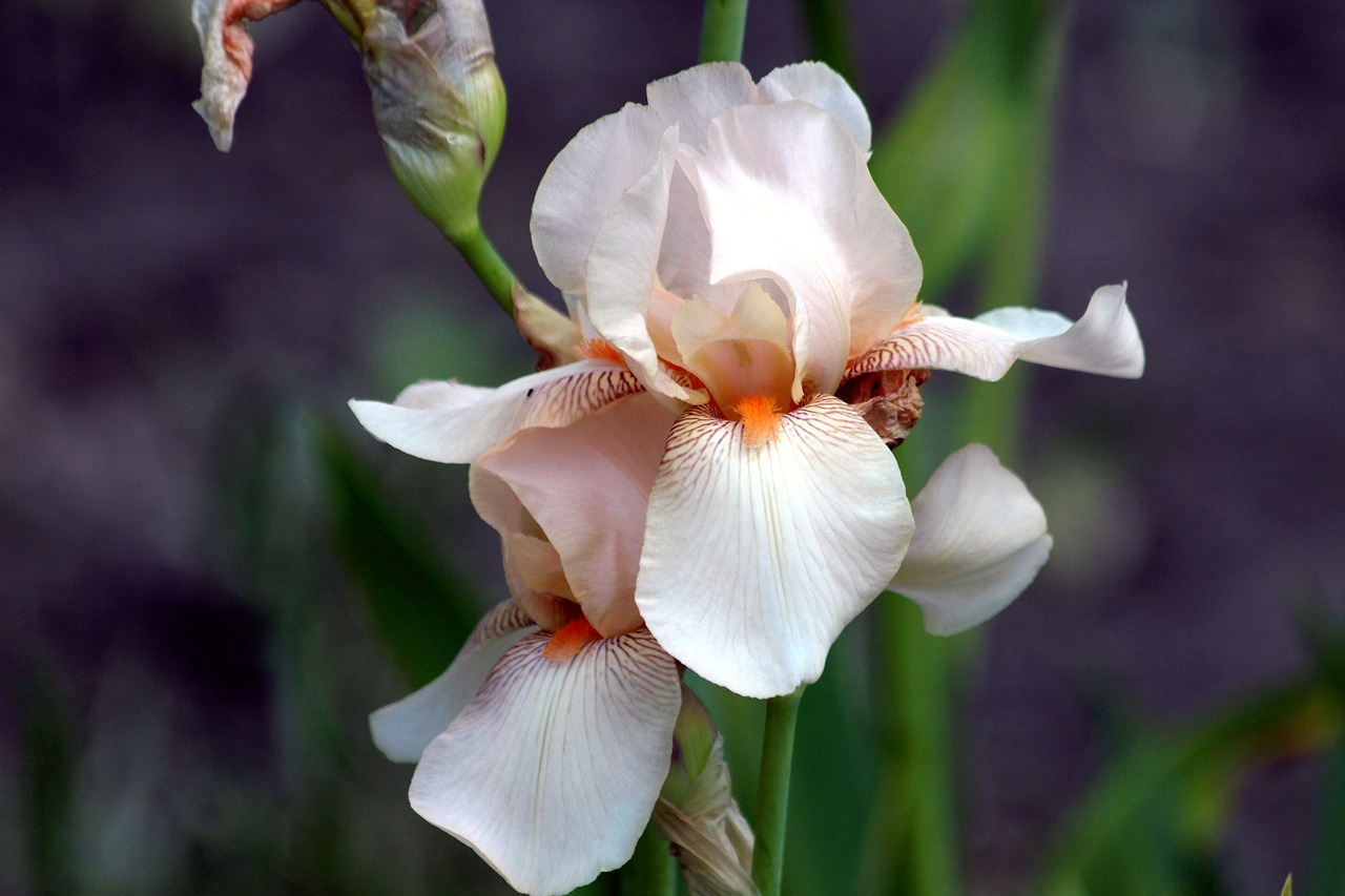 iris beige iris garden flower free photo