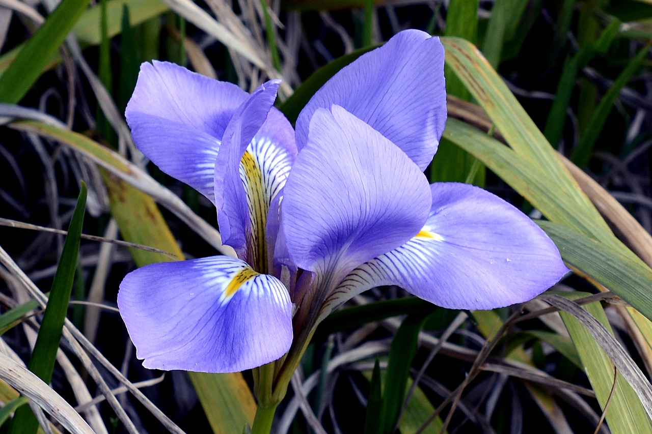 iris blossom bloom free photo