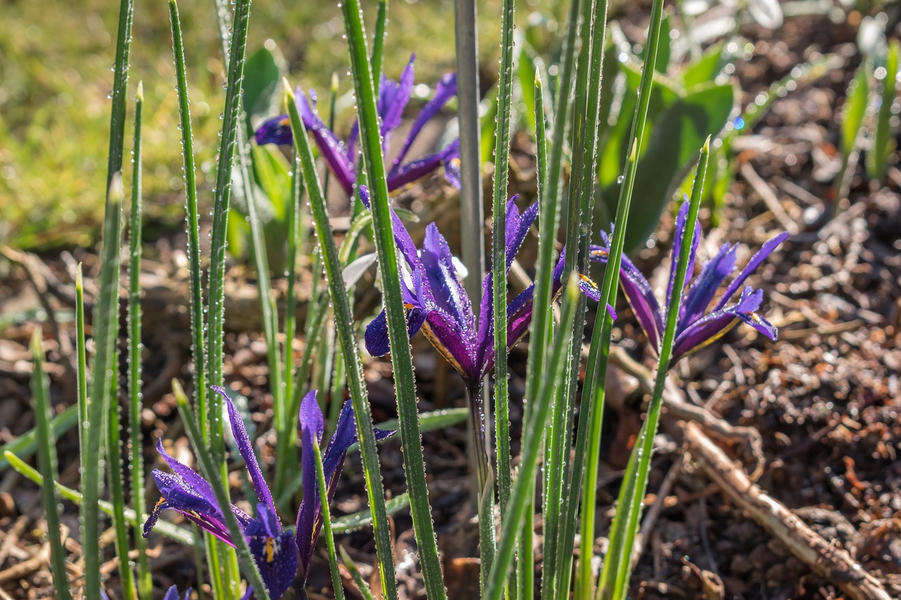 iris flowers spring free photo