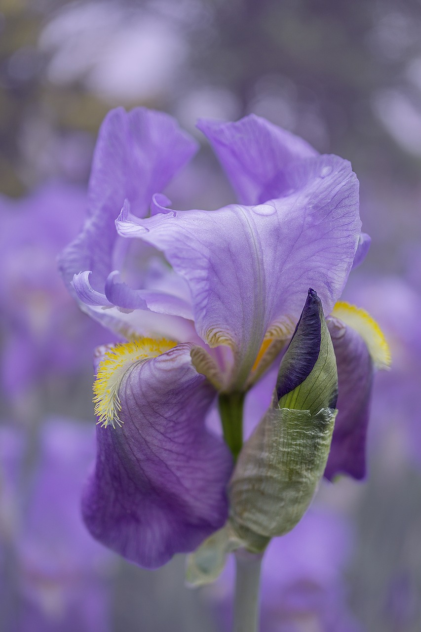iris purple blossom free photo