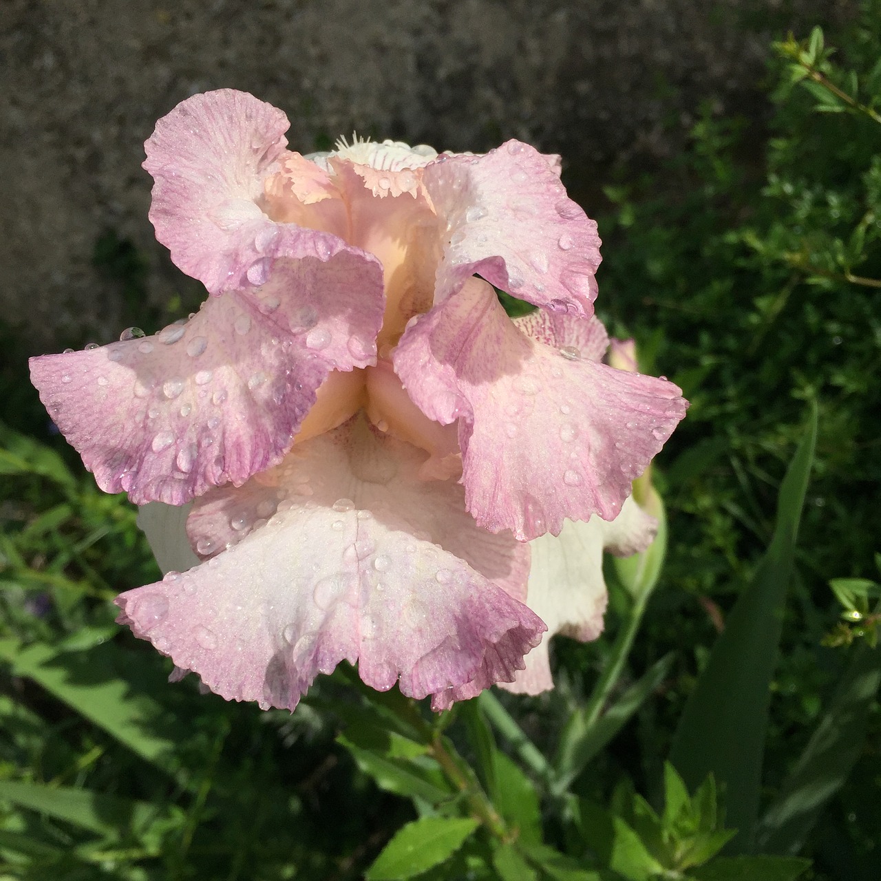 iris flower pink free photo