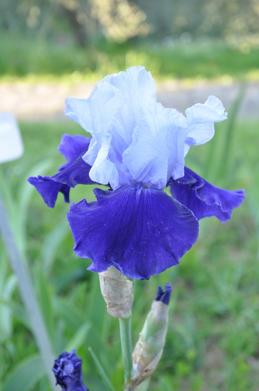 iris blue garden free photo