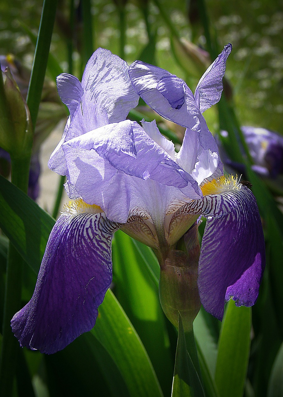 iris flowers blue free photo
