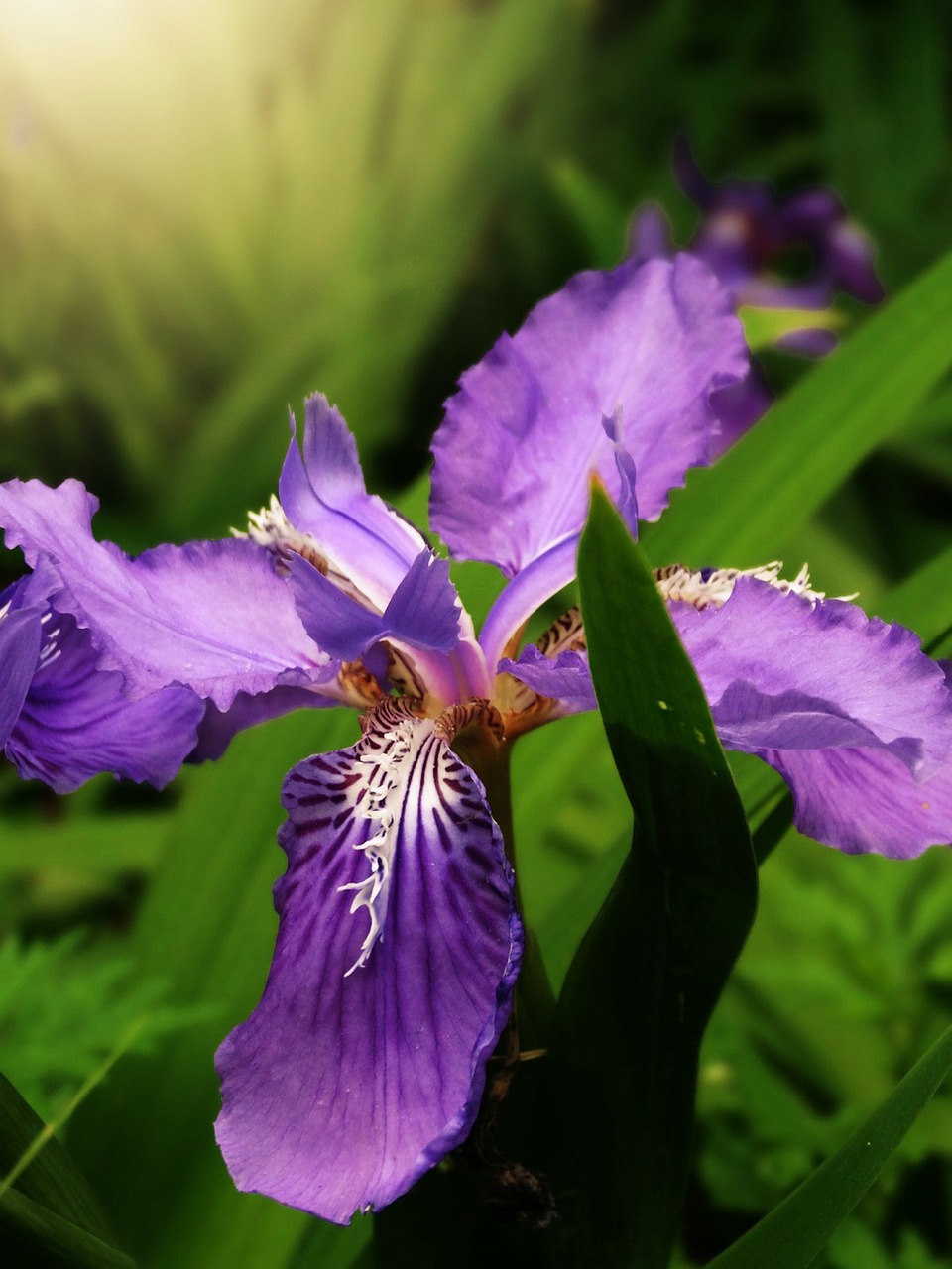 iris iris tectorum floral free photo