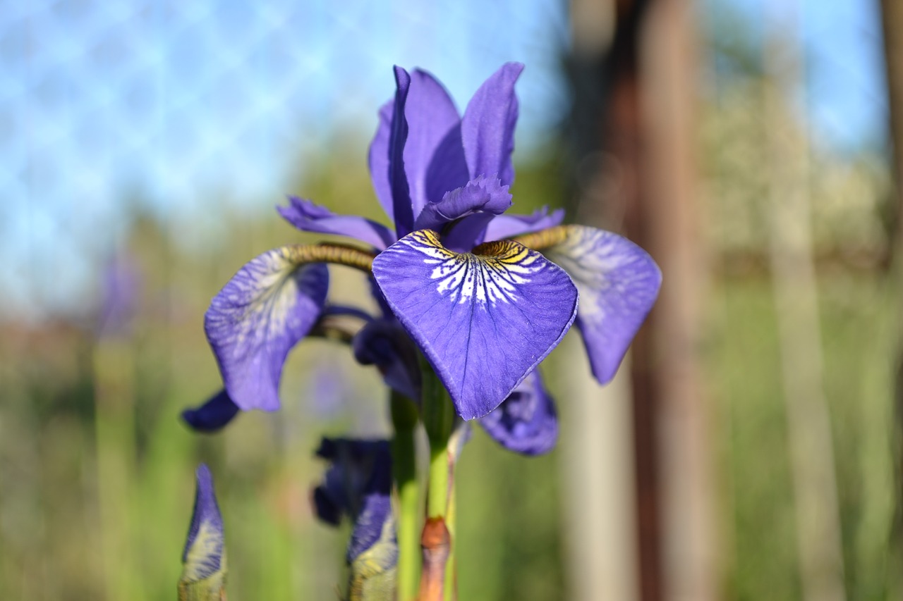 iris flower plant free photo