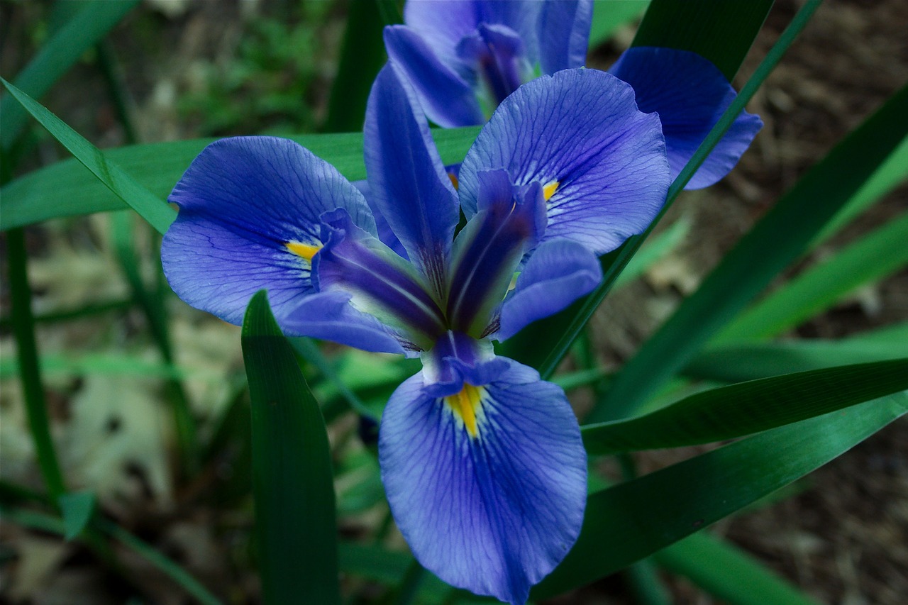 iris bloom flower free photo