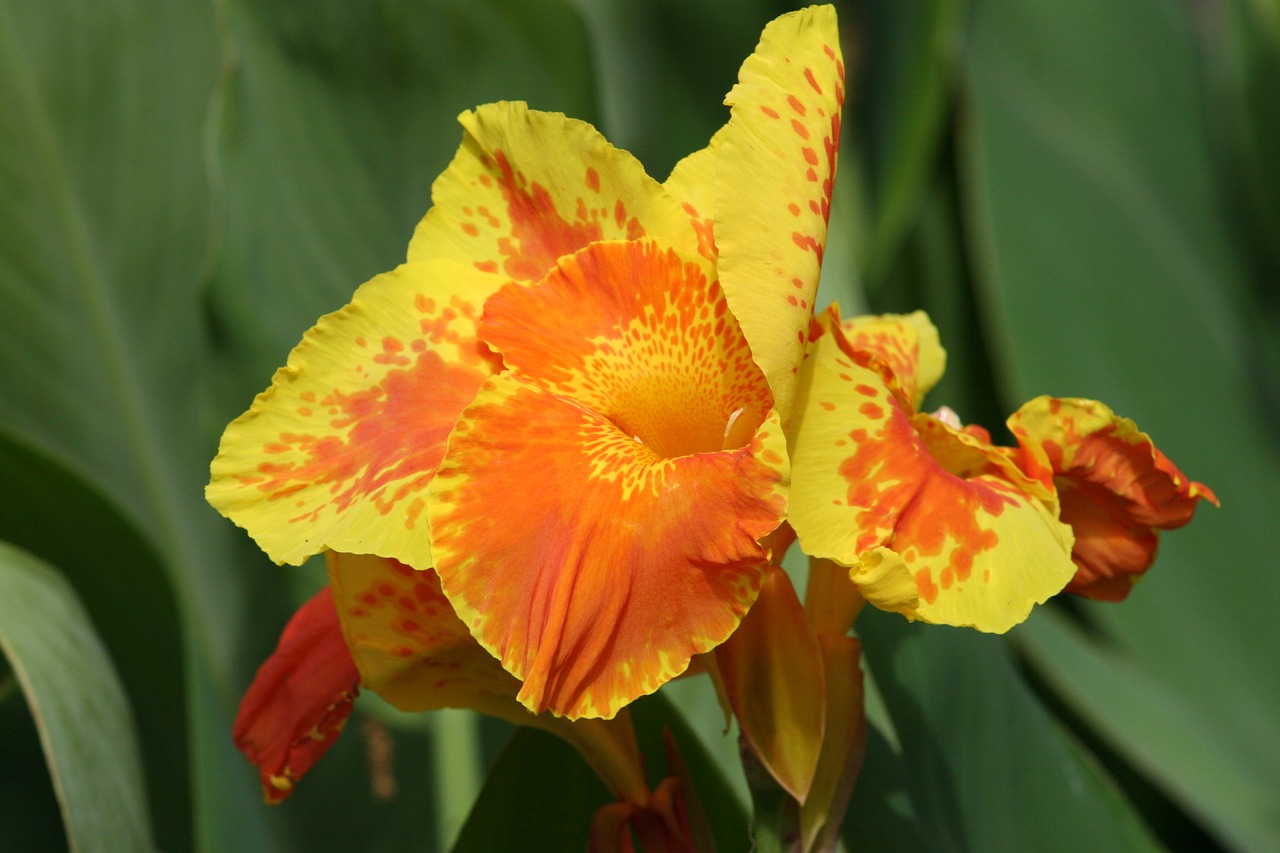 iris plant flower free photo