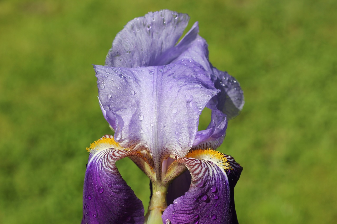 iris plant flower free photo