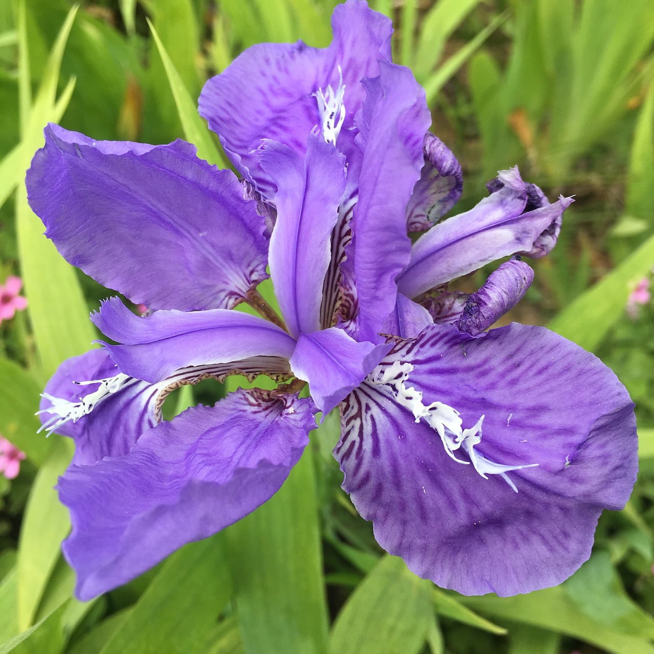 iris flower purple free photo