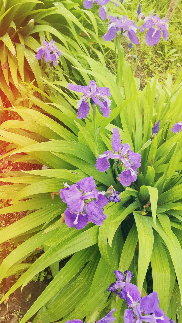 iris flowers free pictures free photo