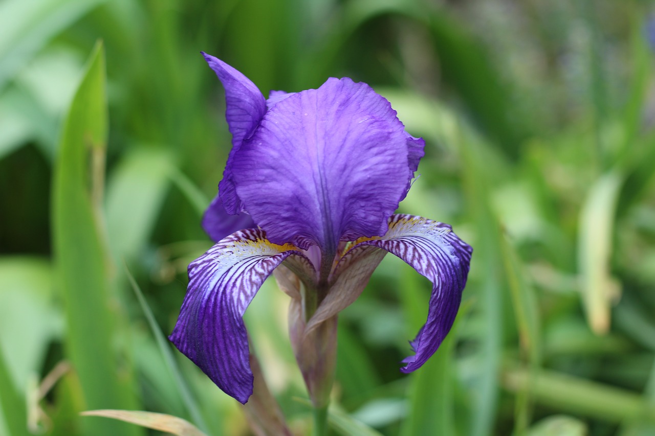 iris blue flower spring flower free photo