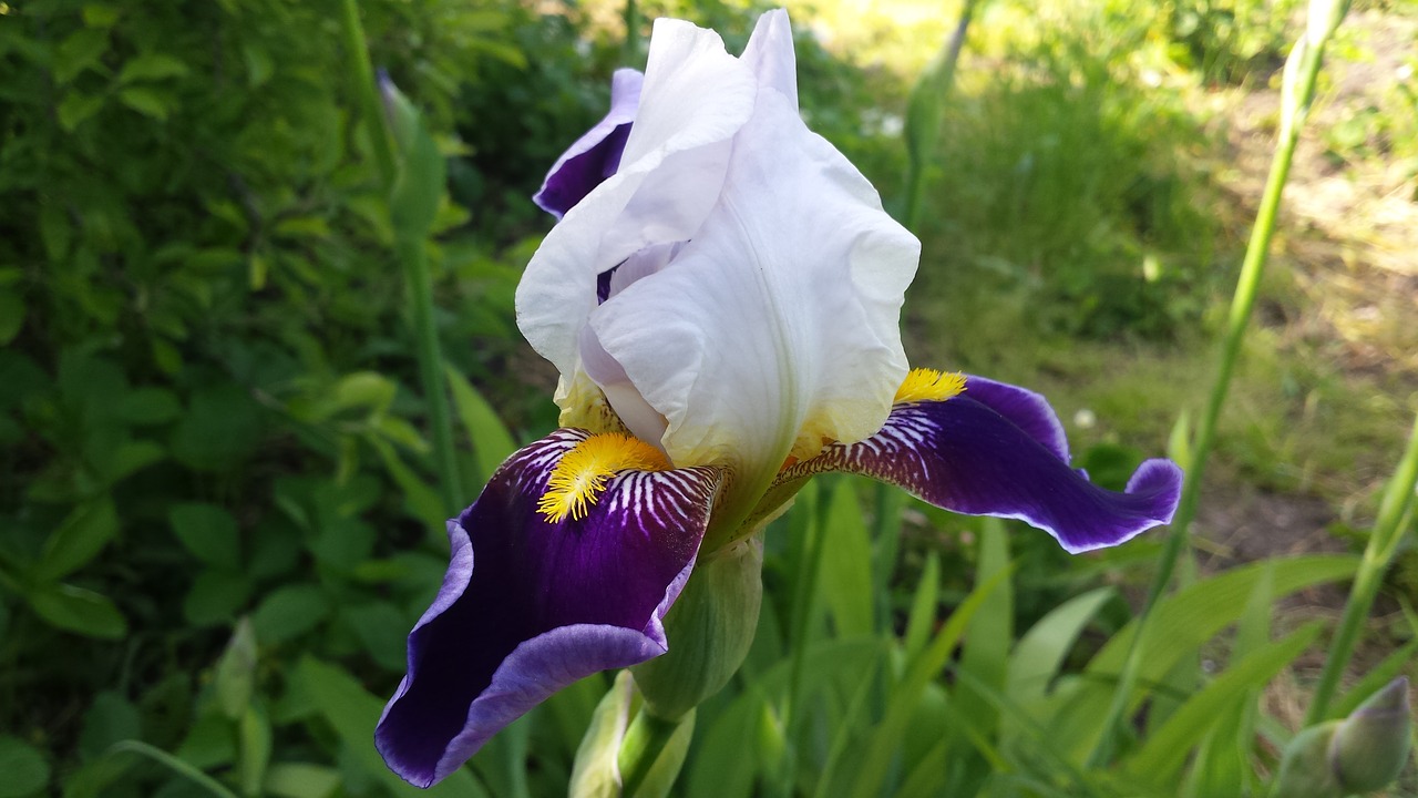 iris flower spring free photo
