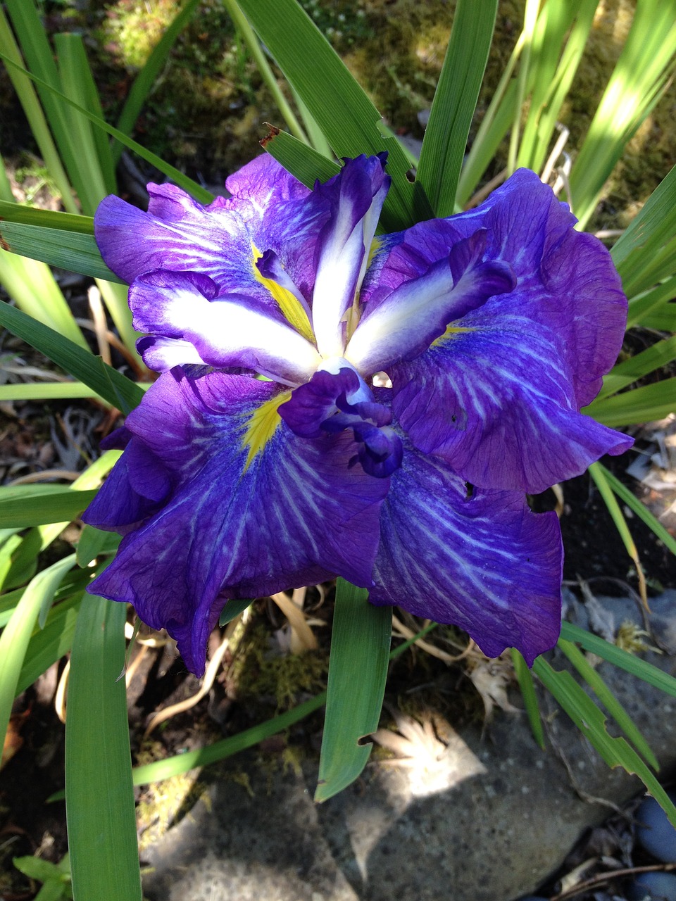 iris bloom japanese free photo