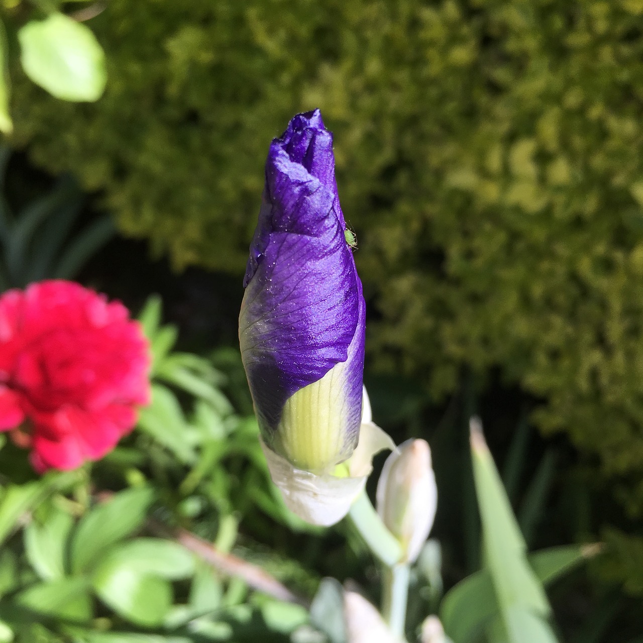 iris gladioli spring free photo
