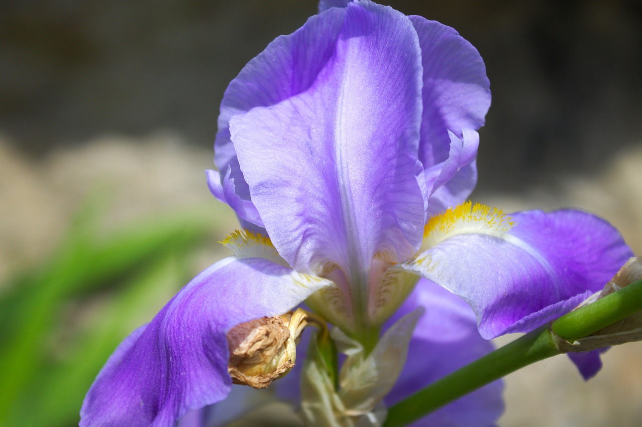 iris flower violet free photo