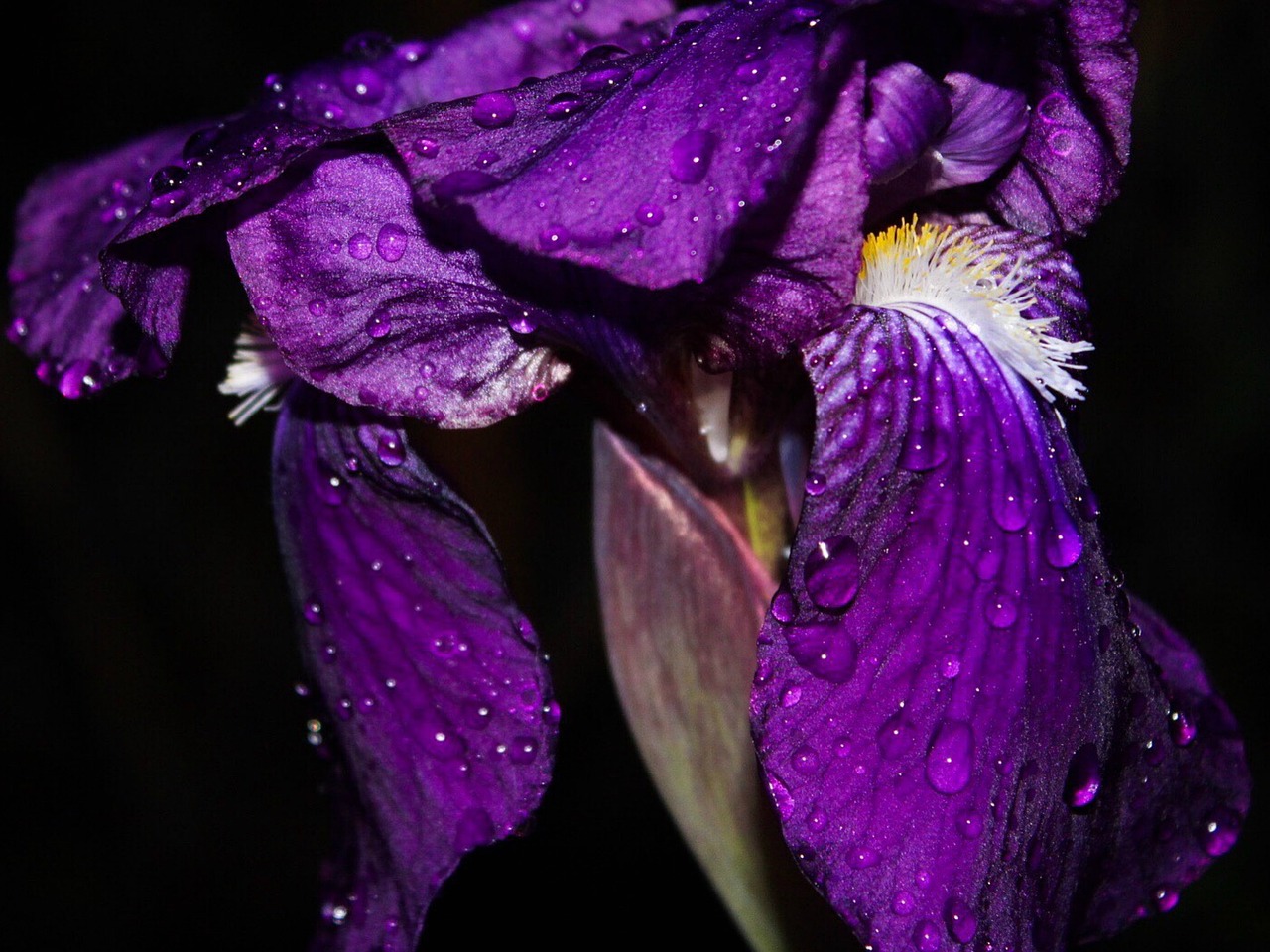 iris flower waterdrops free photo