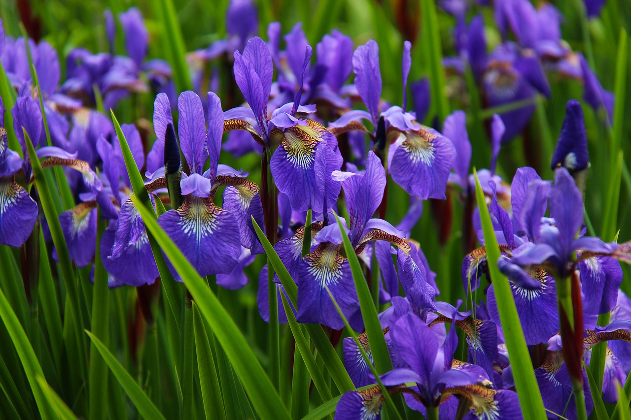 iris flower floral free photo