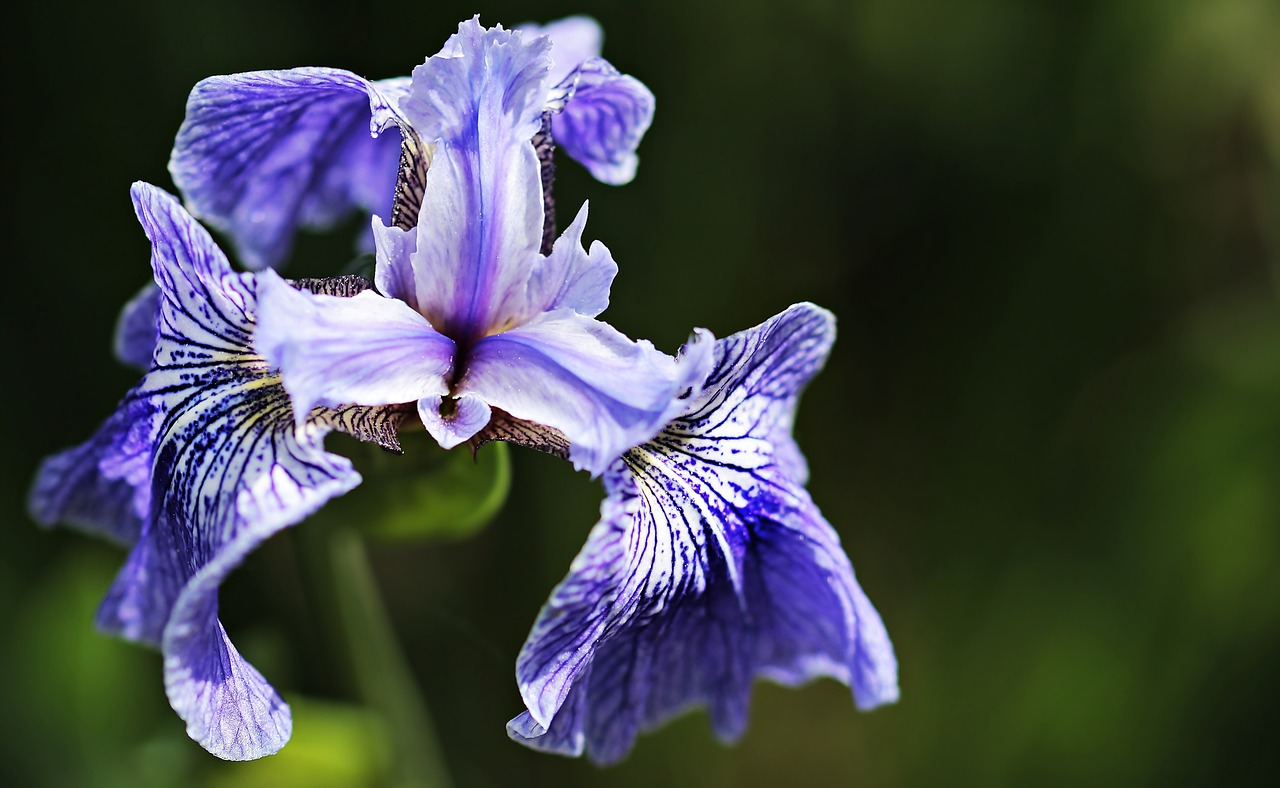 iris flower flora free photo