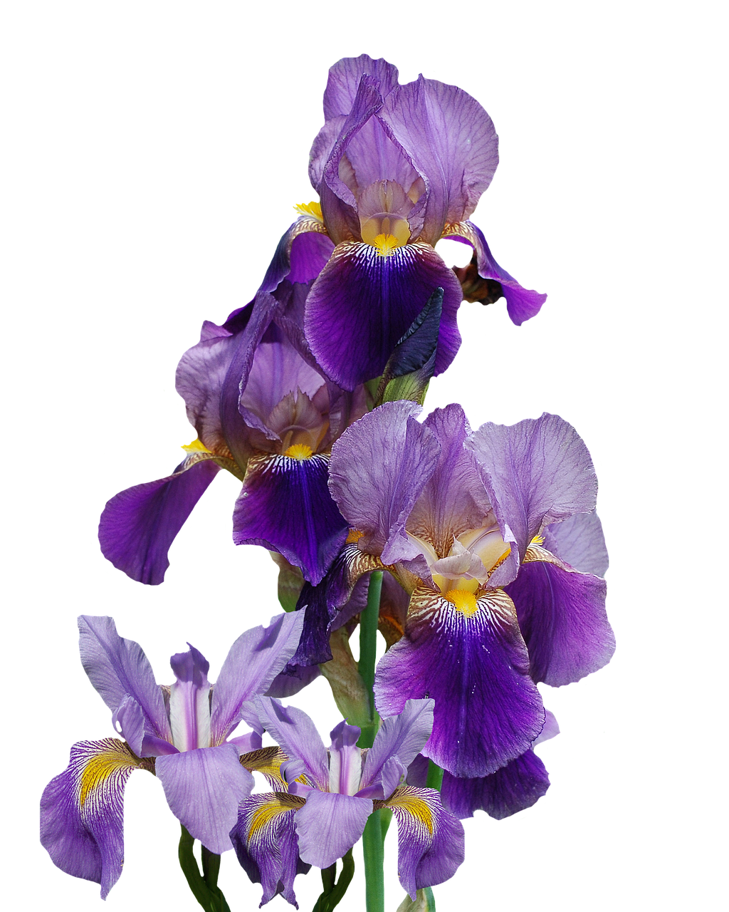 iris flower nature free photo