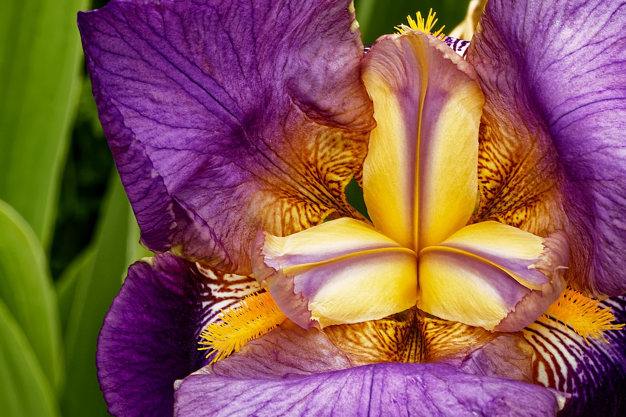 iris blossom bloom free photo