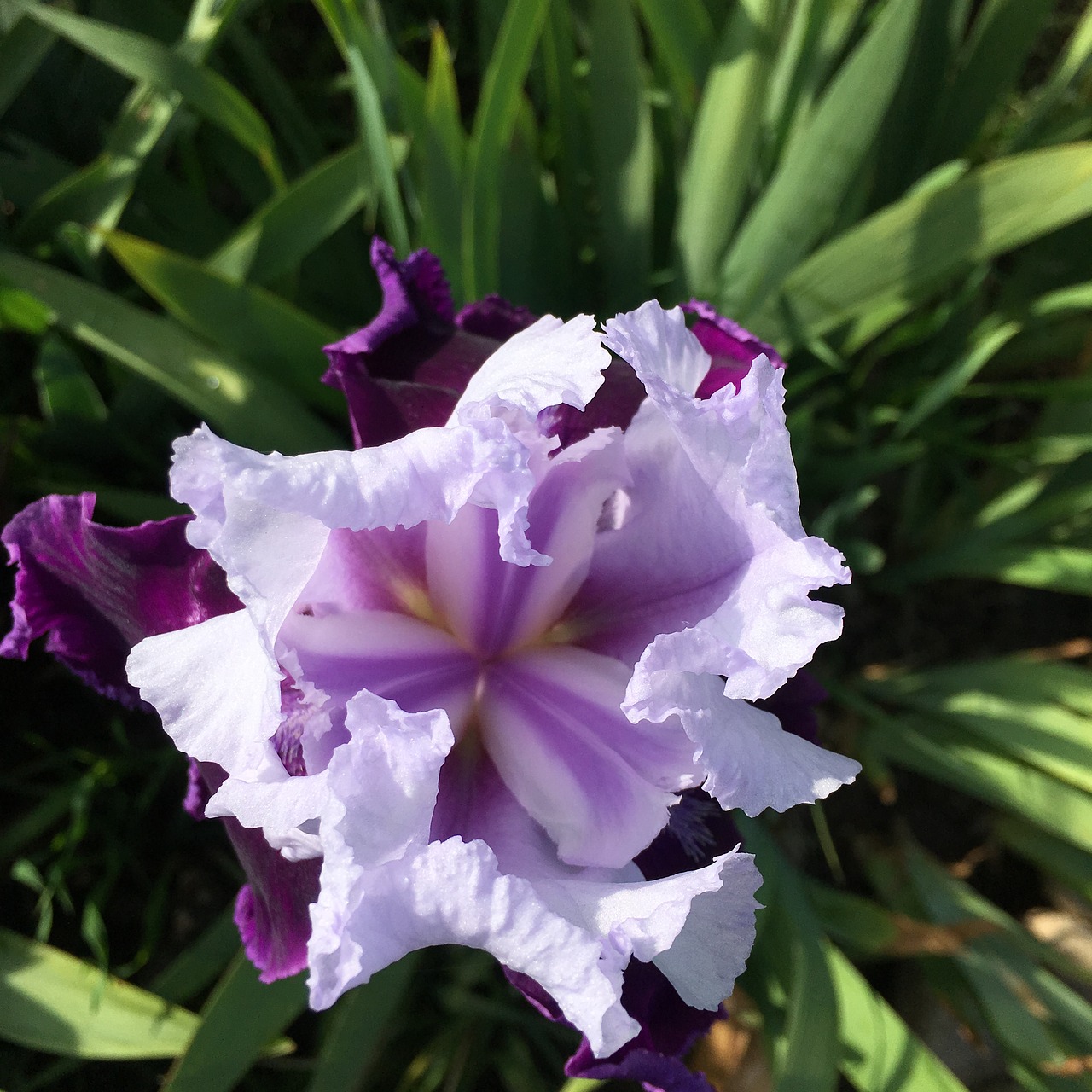 iris purple flower purple iris free photo