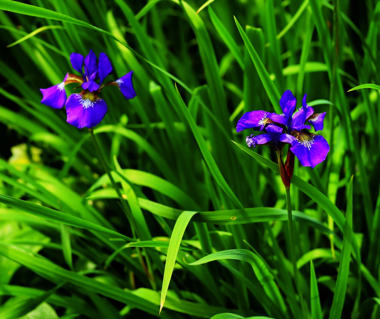 iris blue garden free photo
