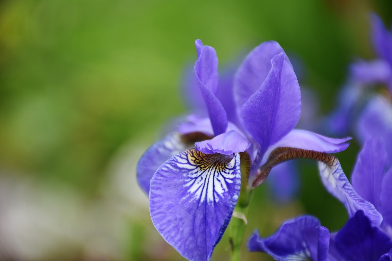 iris flower flora free photo