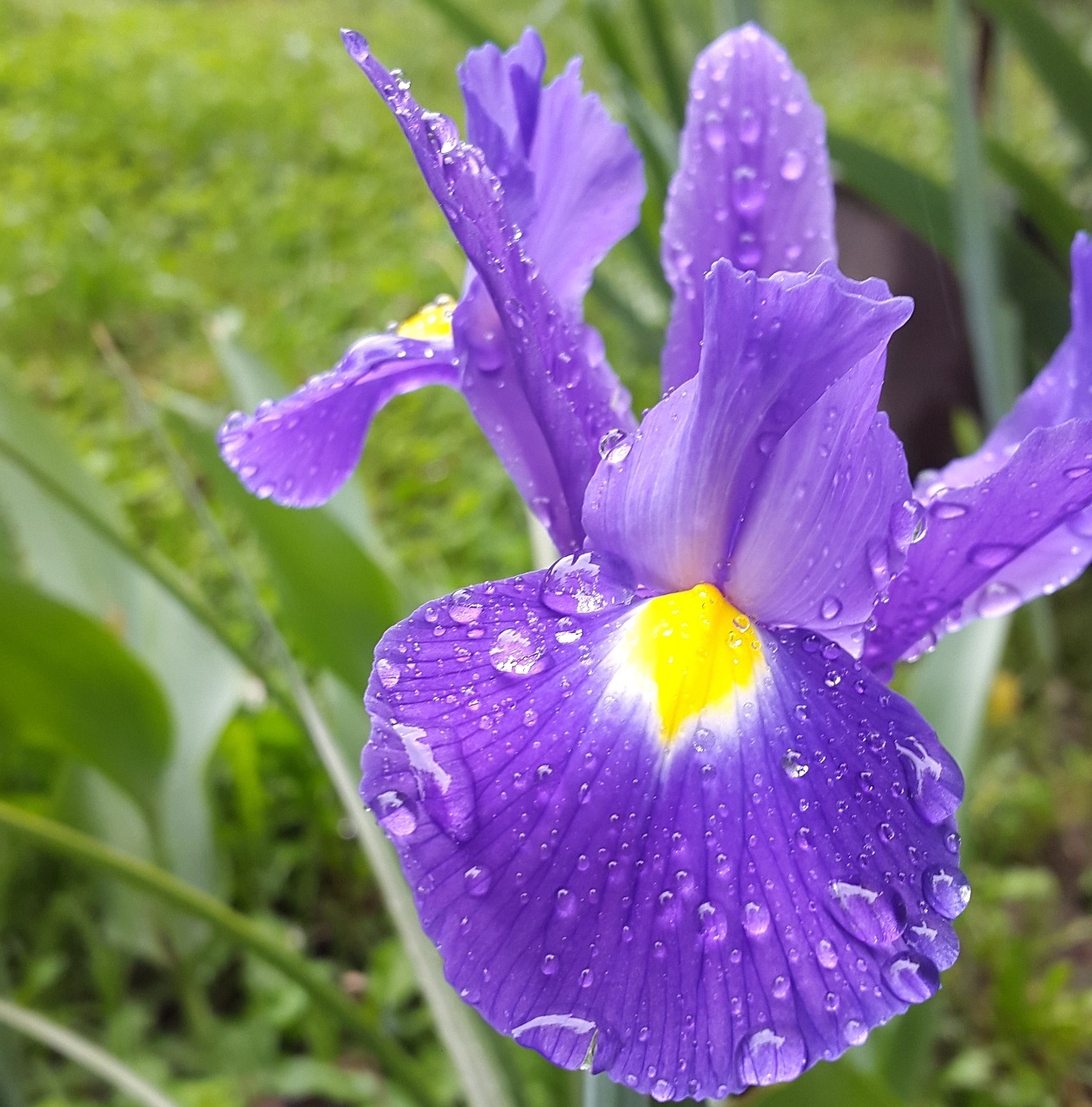 iris flower garden free photo