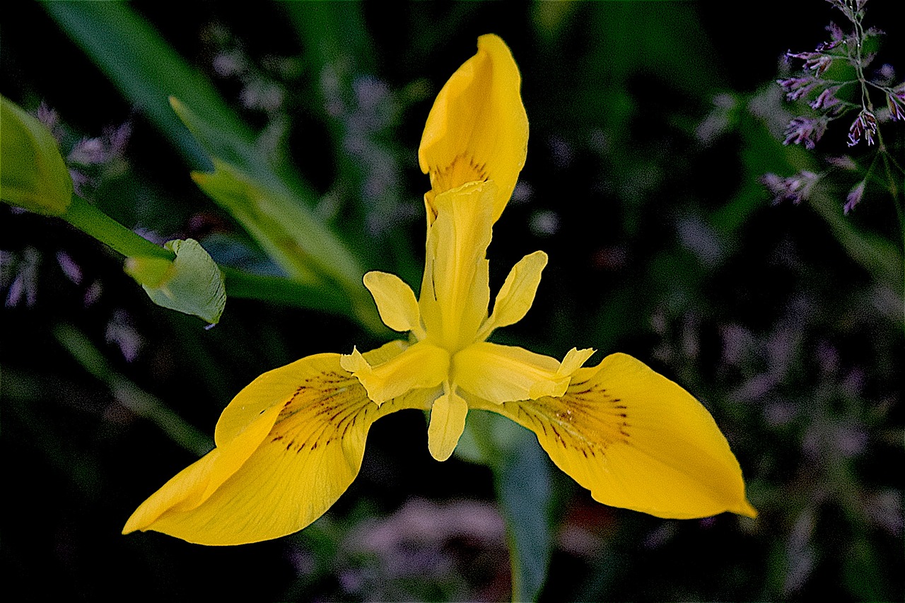 iris yellow flower free photo